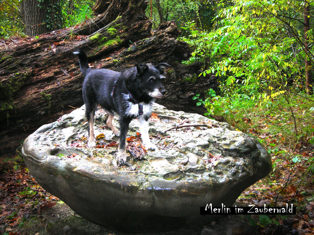 Merlin aus dem Zauberwald