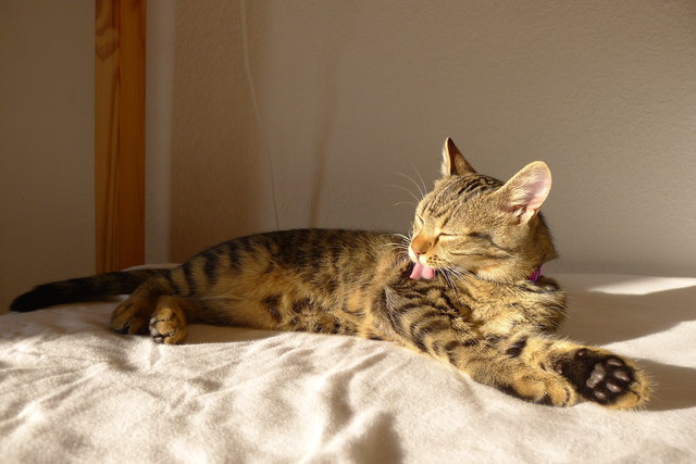 Katzen lieben einfach Sonne