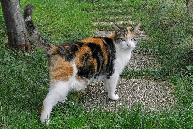 Savie in ihrem Reich