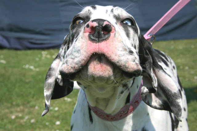 ....kurz vor dem "Wuff"