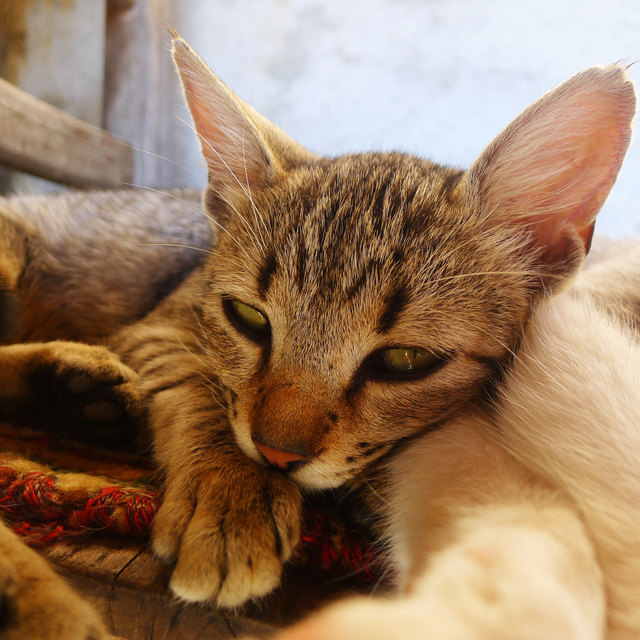 SSS - Sapica Super Süß