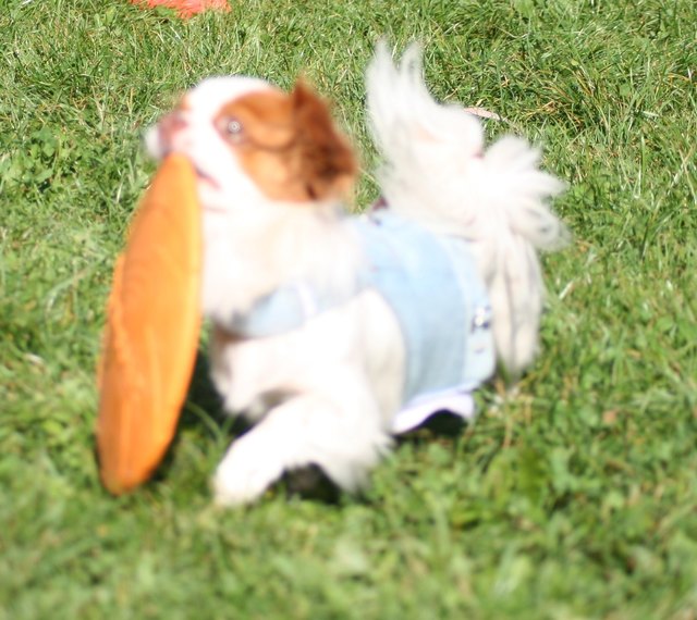 Was die Großen können kann ich schon LANGE WUFFFFF