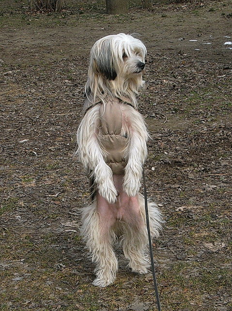 Victory ist immer neugierig