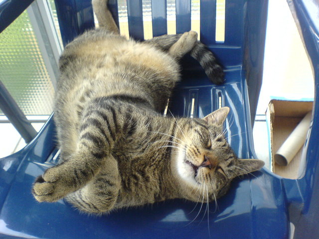 Unser immer mützelnde Gizmo!!