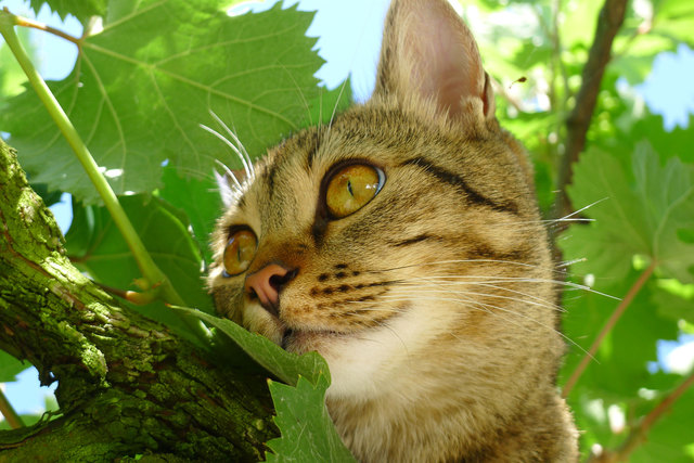 Mika im Weintraubenbaum