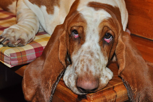 Kunigunde from the witchhills