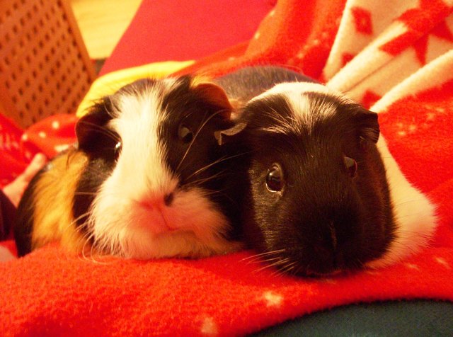 Unsere Meerschweinchen Lilly und Dondol