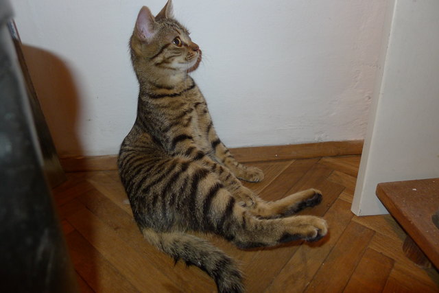 Mika beim Kamin als sie noch jung und knudlig war, was sie aber noch immer ist!