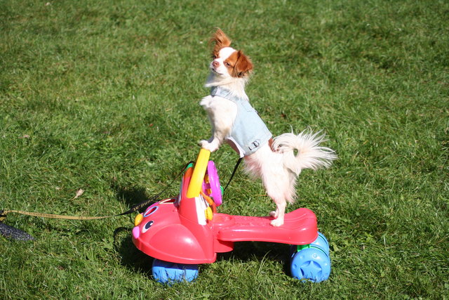 Krieg ich jetzt den Führschein "jaaaaaaa........."