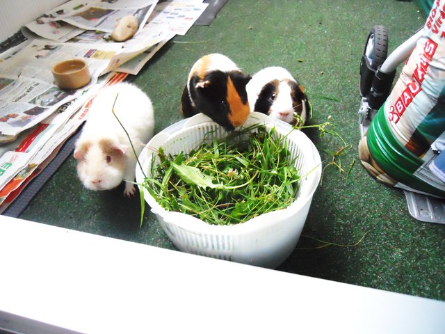 Meine 3 Meerschweindis Bibi,Mississippi und Donald (: