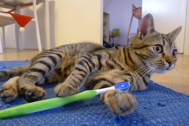 Mika beim Zähneputzen erwischt!