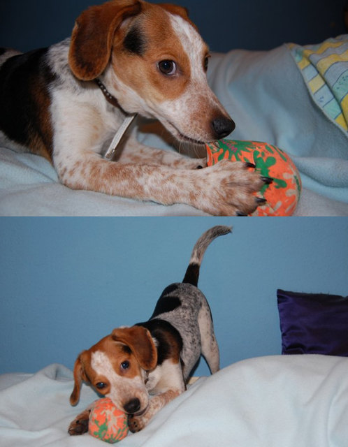 "Ouzo" ein Seele von Hund im Cafe-Dogenhof