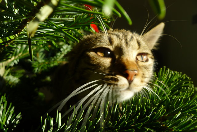 Mika sonnt sich im Tannenbaum