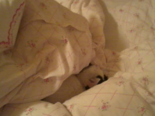 Siehst du mich? Ein Tipp: Ich bin schwarz-weiß und Weltmeister im Kampfschnurren !!!