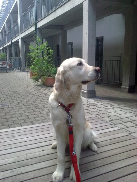 Ein Hundemodel ist geboren !!!!