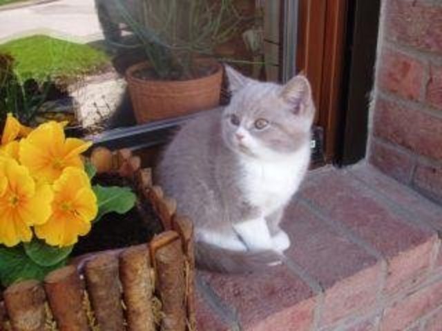 Als mein Kater 2 Monate alt war:)