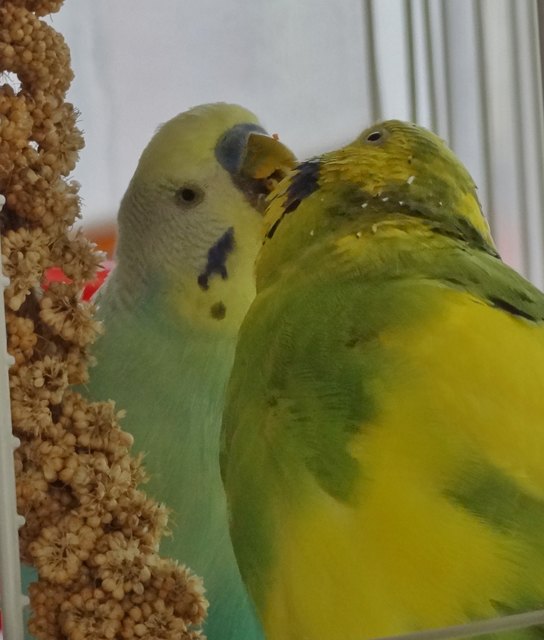 Schmusestunde bei schwuppsi und maxi