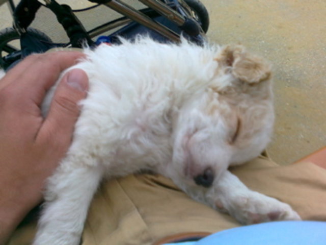 Unser kleiner Wuschel