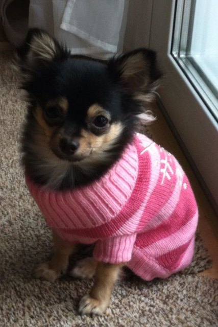 "Shiva" mein kleines Chihuahua Mädchen wiegt stolze 1,9 kg :-) (1 Jahr alt)