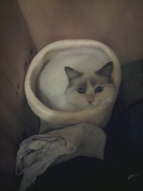 meine süße Radgollkatze im Korb im Schrank:)