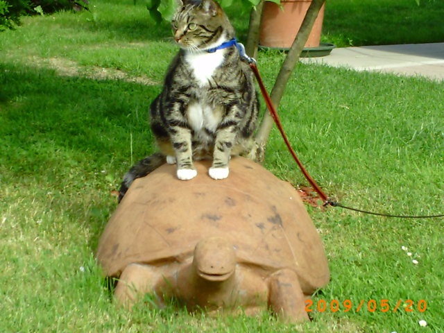 ist das ein Fortbewegungsmittel?