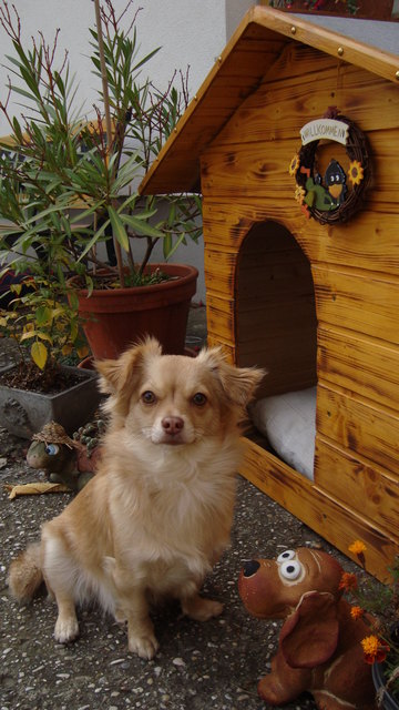 Unser liebes Mini-Hunderl