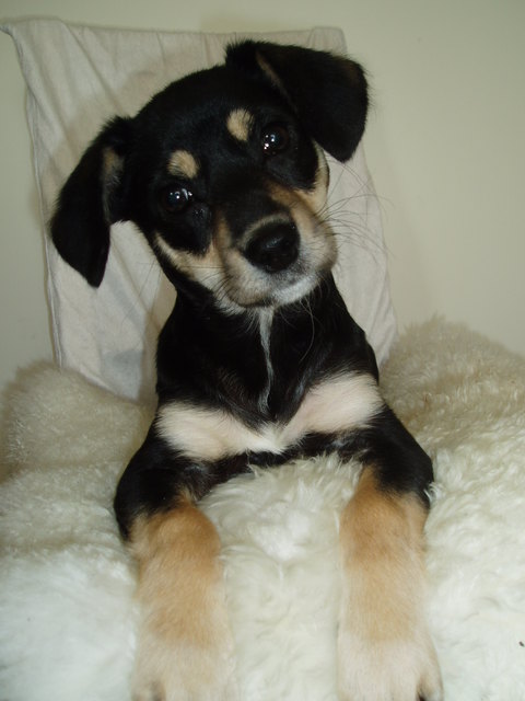 Unsere 15 Wochen alte Leni