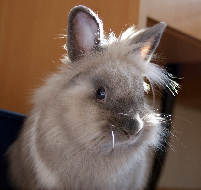 Apollo - von der Kaninchen-Helpline in die Bezirkszeitung und dann zu uns