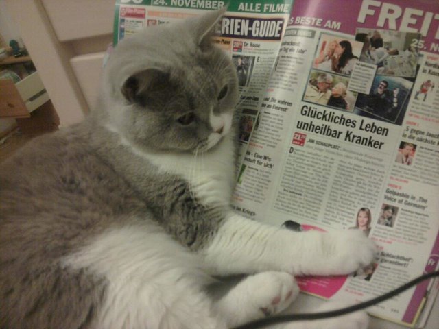 Mein BKH Kater interessiert sich für TV-Media