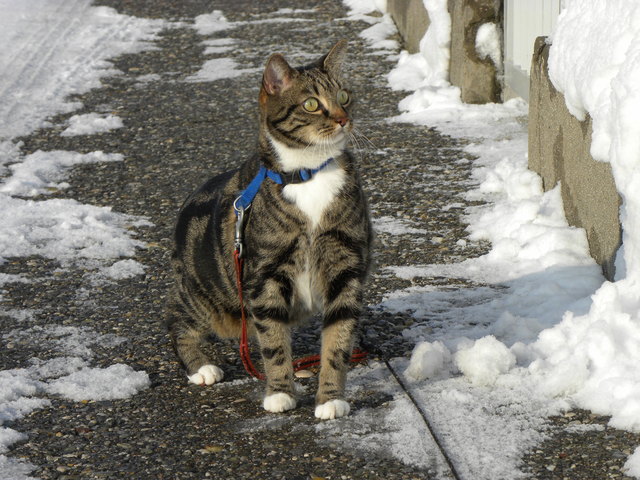 a-b-c die katze lief im schnee