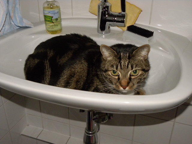 Kater Felix nimmt die "Katzenwäsche" sehr ernst