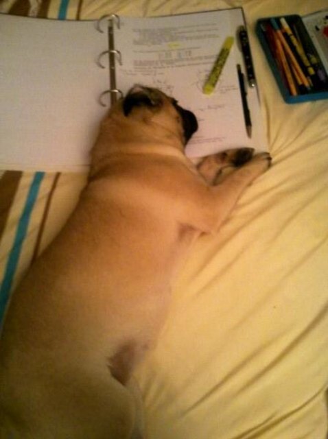 Lernen macht müde...