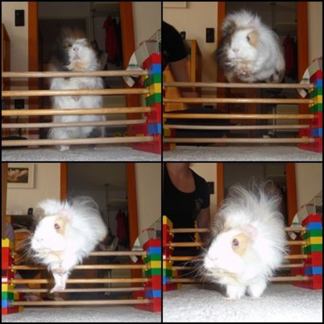 "Happy" beim Springtraining!