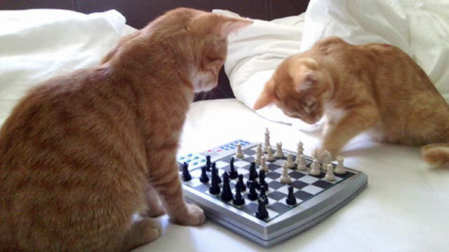 Mikey und Luki beim Schach spielen