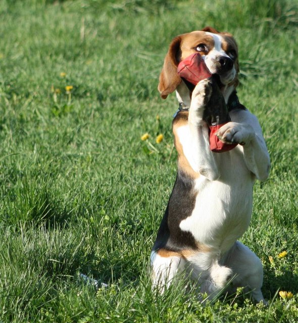 Darwin der Beagle beim Sommertraining