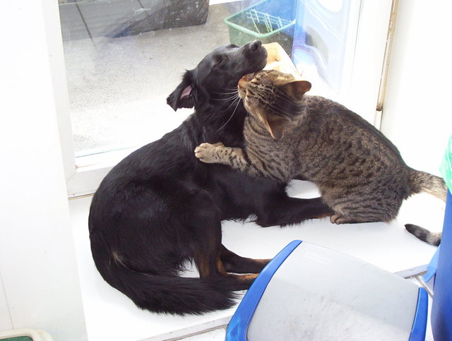 Mein Kater ein Vampir? Oder ist Liebe nicht schön