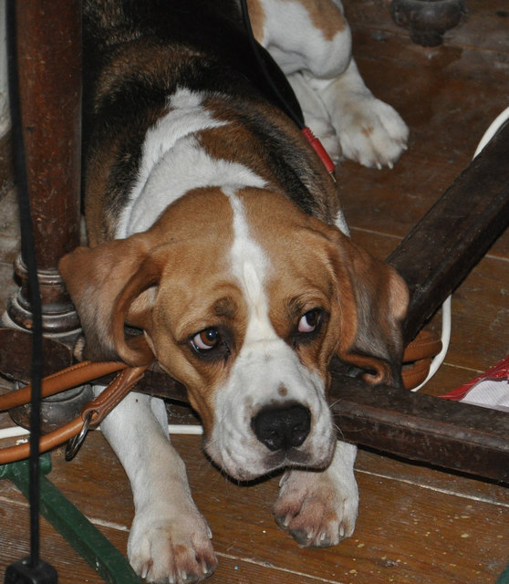 Der ärmste Beagle in Town