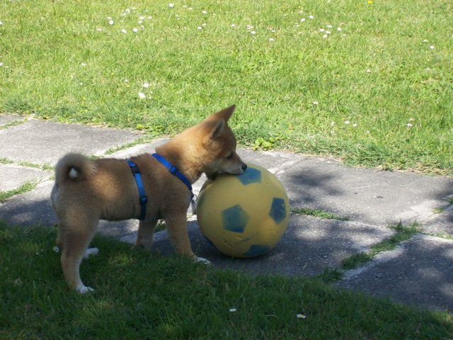 Der kleine Chester und der große Ball =)