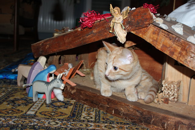 Ella hat eine Herberge gefunden!