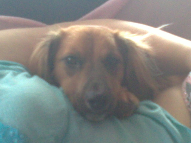 mein süßer dackel mischling MAX