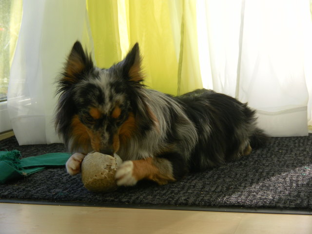 schwer beschäftigt mein diablo ;)