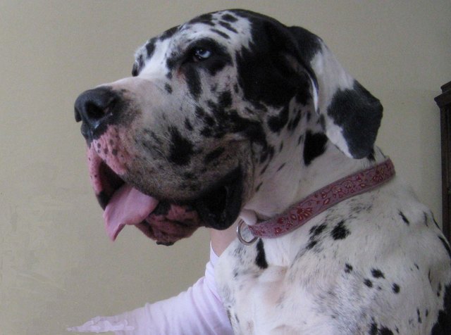 ..ist das Leben schön - ich genieße es (Elea Eluanda - eine Dogge eben)