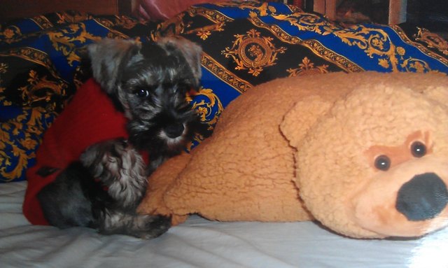 "Chester" unser kuscheliger und treuer Zwergschnauzerfreund ;-) (links *gg*)