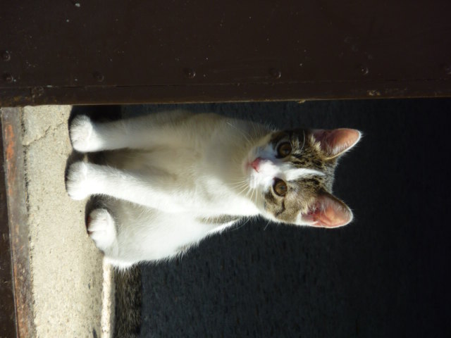 Unsere süße Katze Susi...