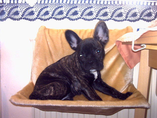 meine franz.bully dame "Suki"