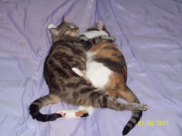 ...Liebe ist...! Gini und Schlumpfi