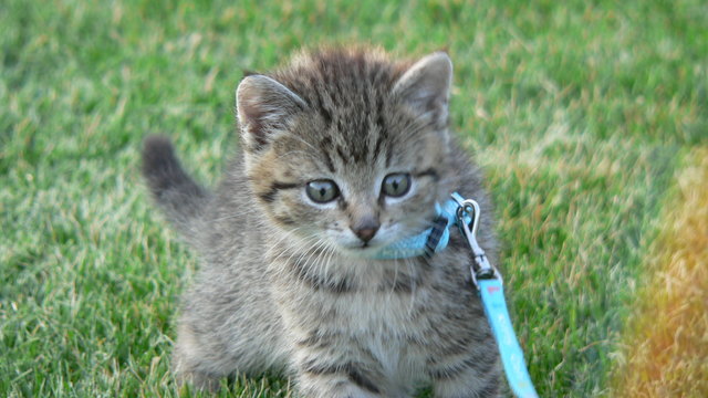 Kitty´s erster Ausflug