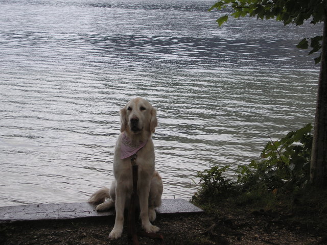Verflixtes Campen! Meine Menschen (A......cher) lassen mich nicht baden gehen! Hilfe, wo ist die Hundegewerkschaft ? Recht für alle Hunde !!!!!