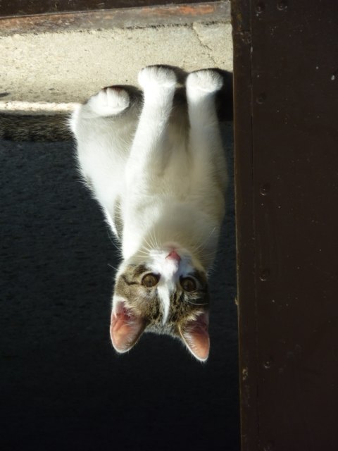 Unsere süße Katze Susi