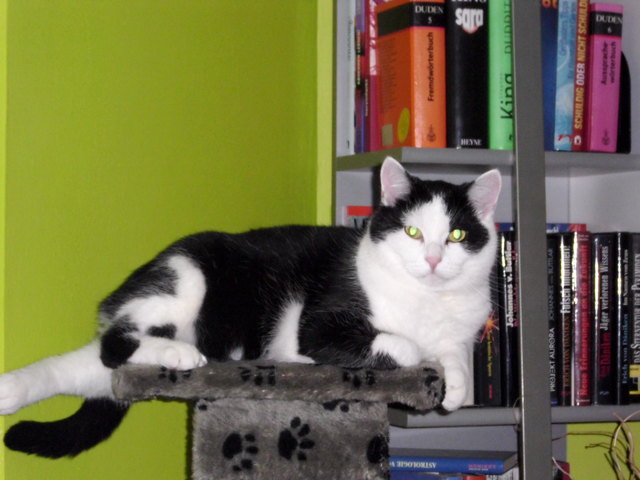 Mein kleiner Lesekater